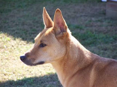 VWVortex.com - American DINGO, aka the Carolina Dog | Carolina dog ...