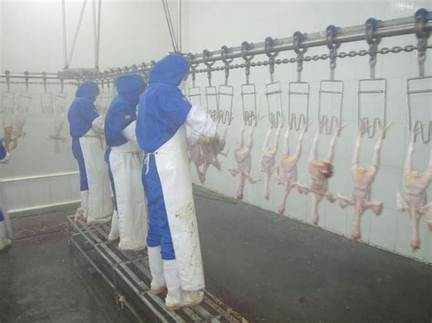 14 best chicken processing equipment chicken evisceration images on ...