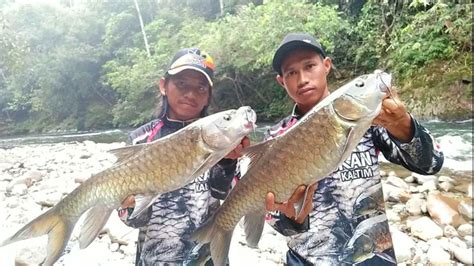 Surganya tersembunyi di tengah hutan Kalimantan,, habitat asli ikan mahseer dan Hampala - YouTube