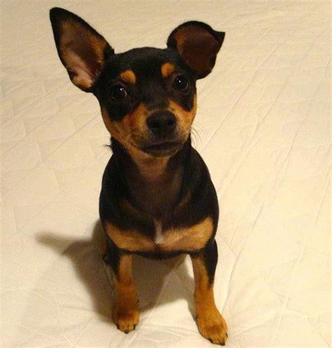 Chihuahua Pinscher Mix For Sale | PETSIDI