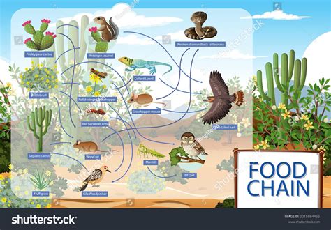 Desert Food Web Food Chain Deserts Stock Vector (Royalty Free ...