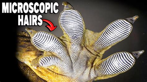 What Makes Gecko Feet Sticky Enough To Climb Glass? - YouTube