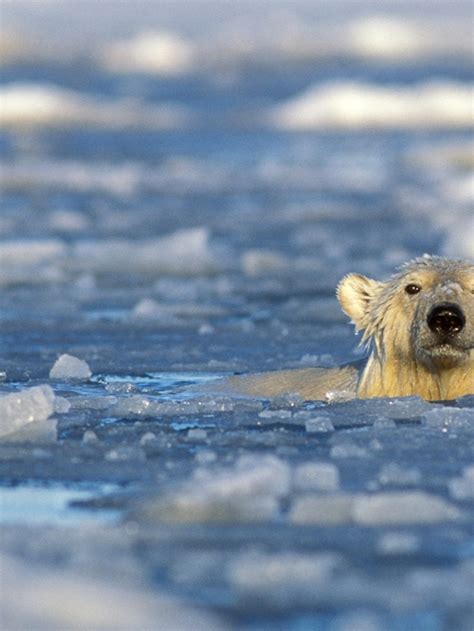 Polar Bear Swimming