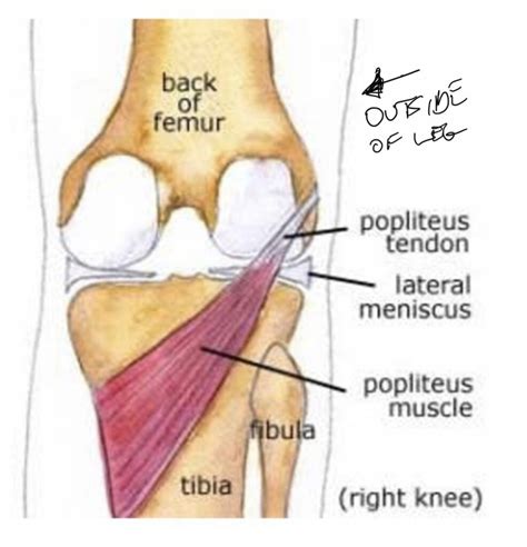 What causes your knee to lock up? Hint: It’s not the meniscus - Acupuncture , Dry Needling ...