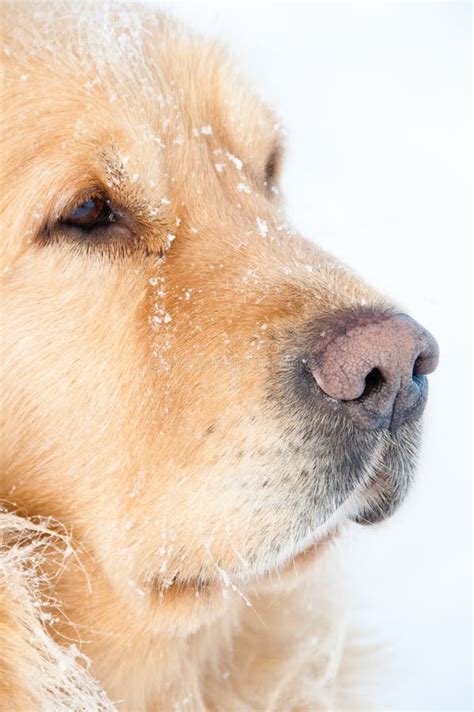 Golden Retriever Winter Portrait Stock Photo - Image of detail, close: 12765402