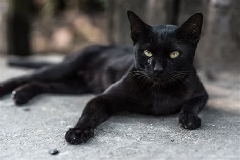 Black Cat Names - CatTime