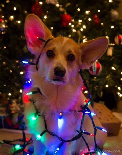 Christmas Corgi Wallpaper - WallpaperSafari