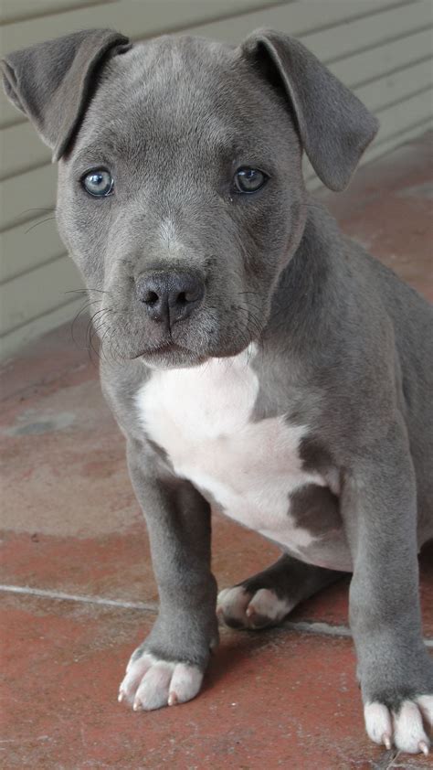 As 25 melhores ideias de Blue nose pitbull puppies no Pinterest | Pitbull Terrier