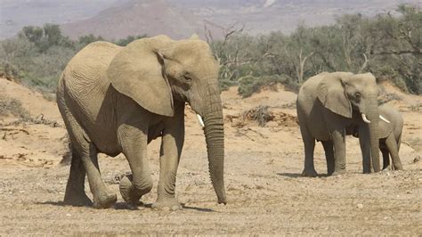 Namibia's Desert-Adapted Elephants - African Safaris Ltd