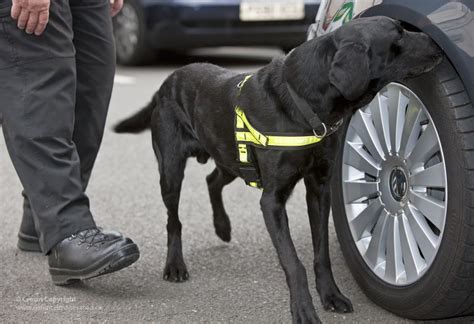 MOD Police Search Dog | Pictured is an MOD search dog, train… | Flickr