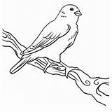 Canary Coloring Pages  ColoringBay sketch template