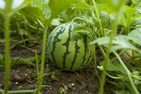 Watermelon Plant Images