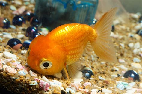 Cool Pet Fish Names | Pets Animals US