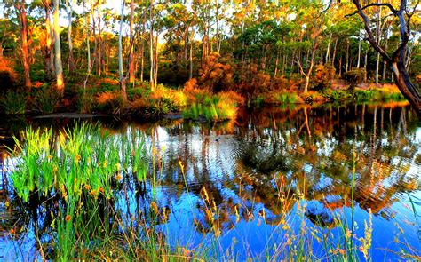 Wallpaper : reflection, water, wetland, swamp, leaf, ecosystem, vegetation, nature reserve ...