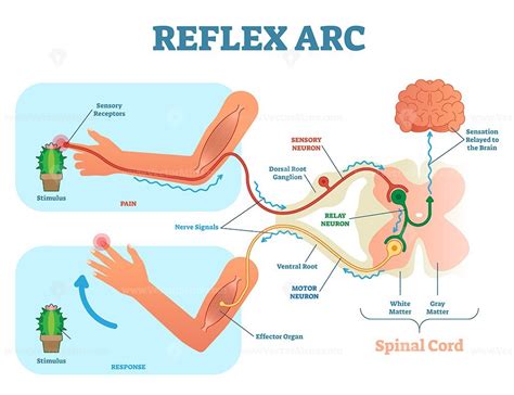 Spinal Reflex Arc anatomical scheme, vector illustration - VectorMine