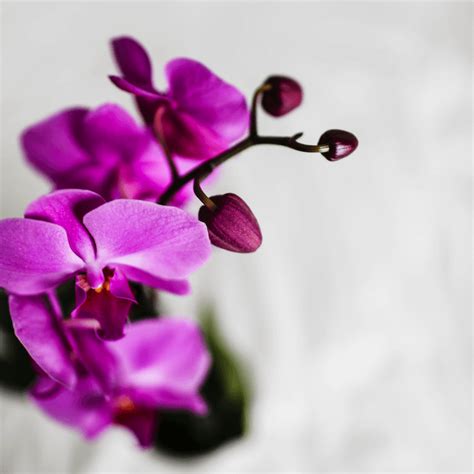 Easy Orchid Fertilizing Tips