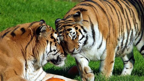 Two Bengal tiger mating on grass HD wallpaper | Wallpaper Flare