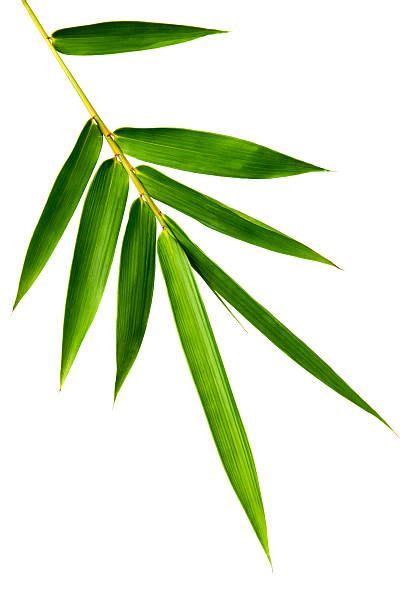 Royalty Free Bamboo Leaf Pictures ... | Leaf photography, Bamboo leaves, Bamboo art