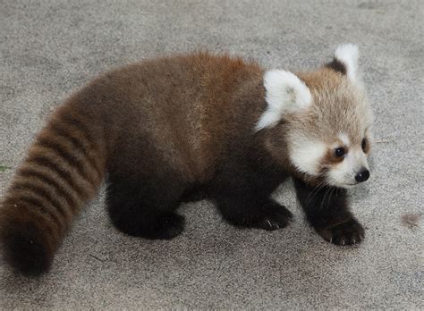 Rusty, The National Zoo's Adorable New Red Panda, Makes Debut (PHOTOS) | HuffPost