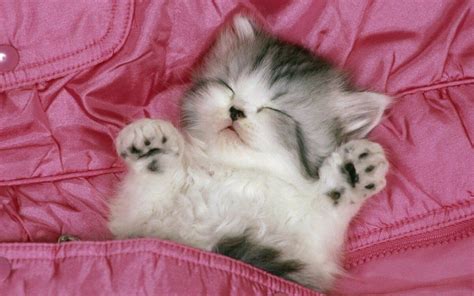 High-Definition Sleeping Cats Wallpapers