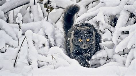 Cute Winter Cats Wallpapers - Wallpaper Cave