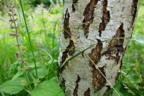 Birch Trunk Silvery Bark Birch Tree Tree-12 Inch By 18 Inch Laminated Poster With Bright Colors ...