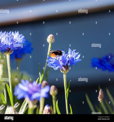 Bumble bee gathers pollen from centaury, soft focus. Pollination of ...