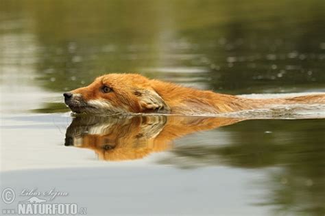 Vulpes vulpes Pictures, Fox Images, Nature Wildlife Photos | NaturePhoto