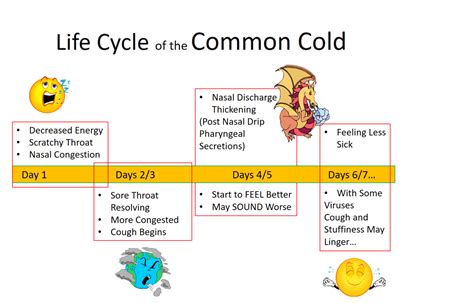 What are the stages of a head cold?