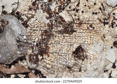 Gorgonia_ventalina Stock Photos and Pictures - 153 Images | Shutterstock