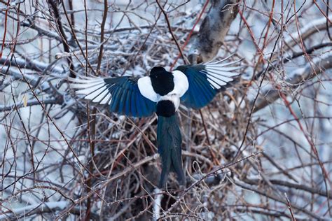 Magpie Nest Arrival | Arvada, CO | Dave Showalter Nature Photography