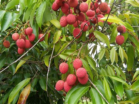 Lychee - Wikipedia