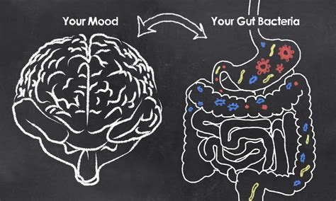 Is Your Stomach Your Second Brain? The Gut-Brain Axis