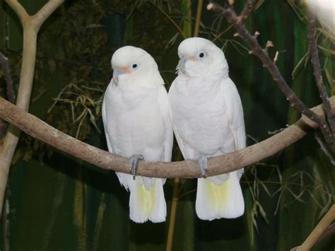 Corella | Best pet birds, Pet birds, Cockatoo