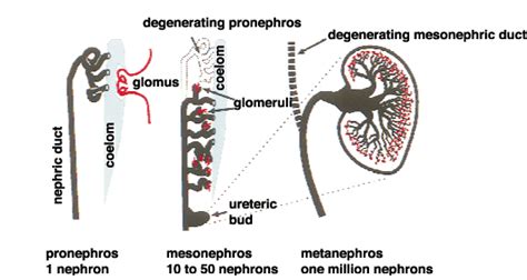 Research : Department of Stem Cell Regulation, IMSUT