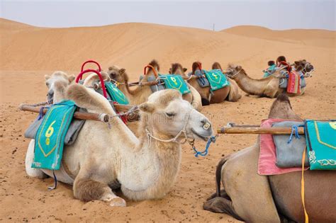 CAMEL caravan stock image. Image of vacation, dune, sand - 155134375