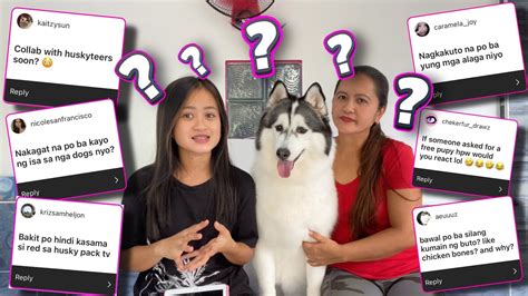 Q&A | Answering The Most Frequently Asked Questions | NEW PUPPY? | Husky Pack TV - YouTube