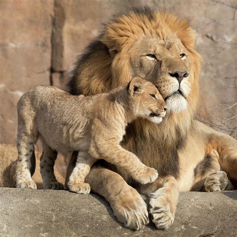 Affectionate African Lion Cub Ver2 Photograph by Ricardo Reitmeyer - Pixels