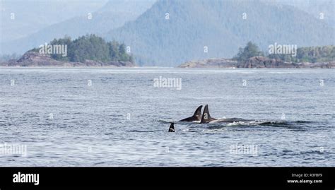 Orca Pod Stock Photos & Orca Pod Stock Images - Alamy