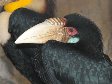 The Online Zoo - Wreathed Hornbill