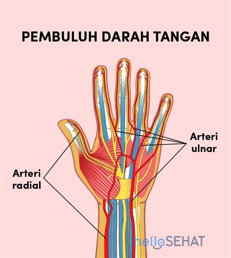 Mengenal Fungsi Anatomi dan Gambar Tangan Manusia