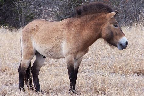 Przewalski’s Horse – Fossil Rim Wildlife Center