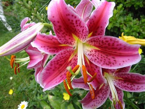 Fájl:Lily.jpg – Wikipédia