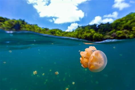 Palau’s incredible Jellyfish Lake is once again welcoming travellers ...