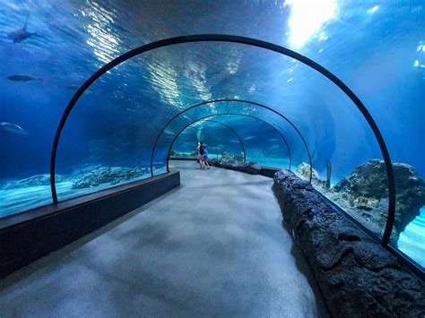 Aquarium Tunnel Free Stock Photo - Public Domain Pictures