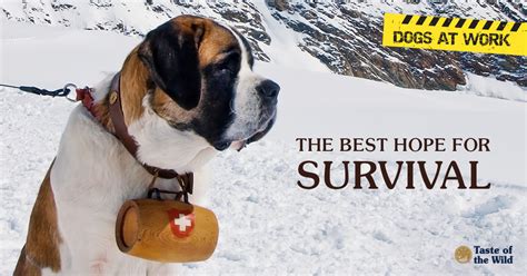 Avalanche Rescue Dogs: The Search for Survivors