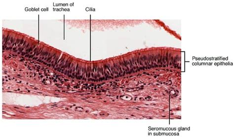 Function Of Goblet Cells - cloudshareinfo