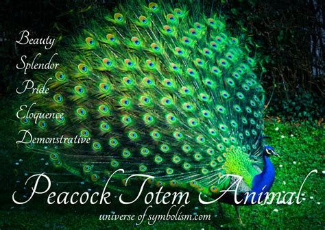 Peacock Flower Symbolism