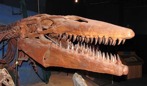 Kansas State Marine Fossil | Tylosaurus