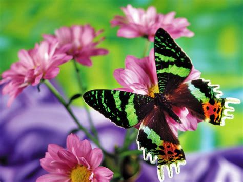 México a través de la mirada de una cubana: Mariposita de Primavera